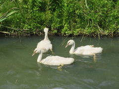 Cygnus olor