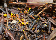 Chloroscypha alutipes