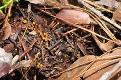 Chloroscypha alutipes