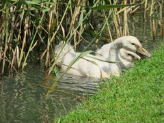 Cygnus olor