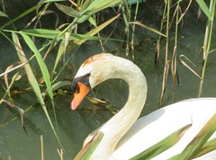 Cygnus olor