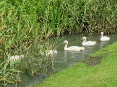 Cygnus olor