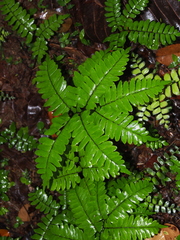 Adiantum latifolium