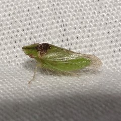 Xerophloea viridis