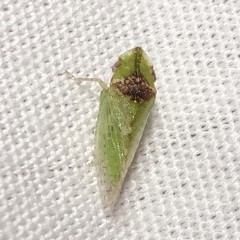 Xerophloea viridis