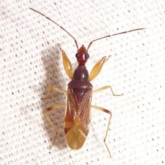 Heraeus cinnamomeus
