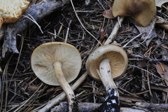 Melanoleuca cognata