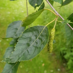 Betula utilis jacquemontii