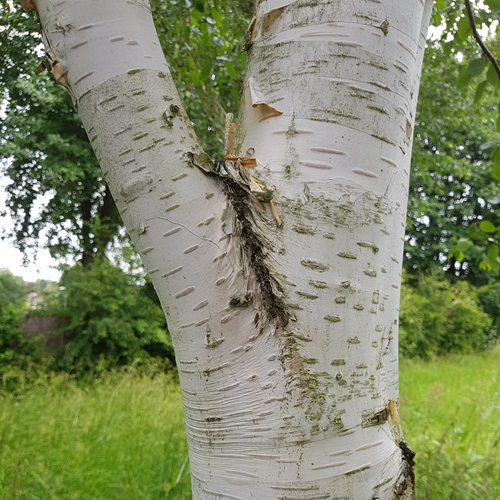 Himalayan Birch