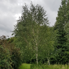 Betula utilis jacquemontii