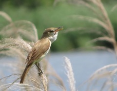 Acrocephalus orientalis