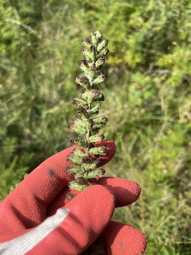 Liatris pycnostachya