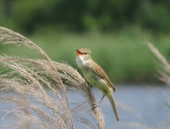 Acrocephalus orientalis