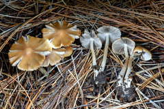 Psathyrella oregonensis
