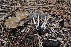Psathyrella oregonensis