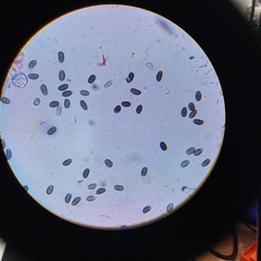 Psathyrella oregonensis