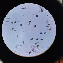 Psathyrella oregonensis