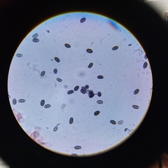 Psathyrella oregonensis