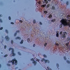 Psathyrella oregonensis