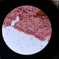 Psathyrella oregonensis