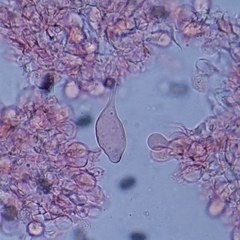 Psathyrella oregonensis