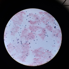 Psathyrella oregonensis