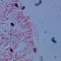 Psathyrella oregonensis