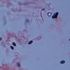 Psathyrella oregonensis