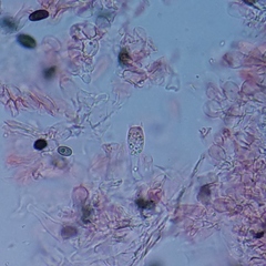 Psathyrella oregonensis