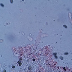 Psathyrella oregonensis