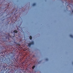 Psathyrella oregonensis