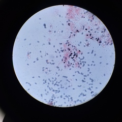 Psathyrella oregonensis