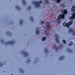 Psathyrella oregonensis