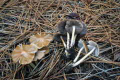 Psathyrella oregonensis