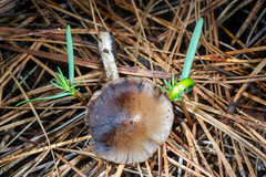 Psathyrella oregonensis