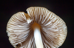 Psathyrella oregonensis