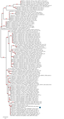 Psathyrella oregonensis