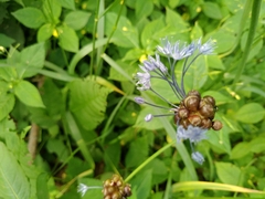 Allium caeruleum