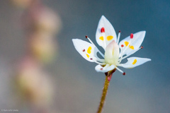 Micranthes bryophora