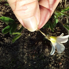 Oxalis adspersa