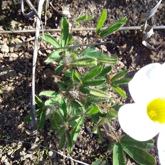 Oxalis adspersa