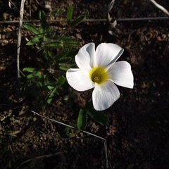 Oxalis adspersa