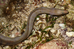 Conger cinereus