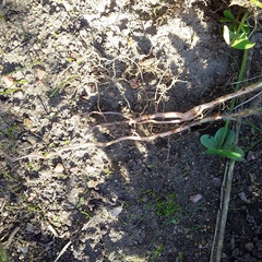 Oxalis adspersa