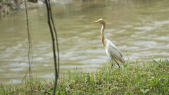 Bubulcus ibis