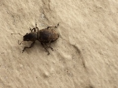 Pantomorus cervinus