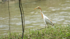 Bubulcus ibis