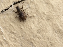Pantomorus cervinus