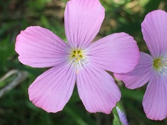 Linum viscosum