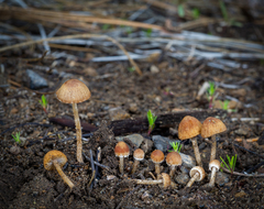 Psathyrella seymourensis